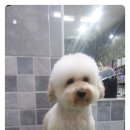 뽀송 이미지