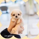 인천강아지분양 멍그레 | 인천강아지분양샵 후기 궁금하신가요?