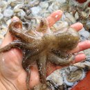 오늘도낙지 이미지