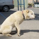 용이랑 백호랑 이미지