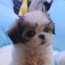 내품에 강아지 이미지