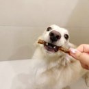 일산애견호텔 애견유치원 맘바이 일산점 이미지