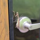 추부면사무소 | ◐대전◑ 만인산 자연휴양림//계수나무 : : : 진짜 다시 다녀옴