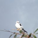 ﻿Black Shouldered Kite(검은어깨솔개) 2013.01.23. 호주 이미지