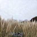 1004-11카페 | [신안 여행 2탄] 동백꽃 터널 지나 만난 금빛 물결, 1004섬 분재정원 팜파스 &amp; 이색 카페 '블랙페이퍼'