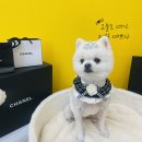 피부야 놀자 | 수원 애견미용 퍼피야놀자 뷰티 펫 쌀롱
