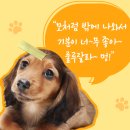 너는 내 댕댕 이미지