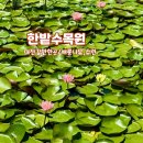 한밭수목원 동원 | 대전 가볼 만한 곳 한밭수목원의 여름 배롱나무 수련