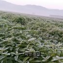 서리농장 이미지