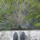 소소한 행복 초록일기 이미지