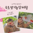 속초아이와체험 소야으뜸딸기농장체험 후기