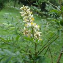 오름나그네 이미지