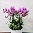 소하꽃방