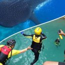 세이브투어 이미지