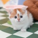 울산 고양이분양 미유펫 이미지