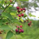 둔내농장 이미지