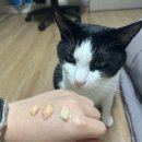 (주) 팻맨 | [(주)팻맨] 가필드 타우린 스틱 5가지맛 - 고양이 간식/츄르 추천 솔직후기