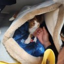[길냥이 키우기]고양이 벼리 임시보호 후기