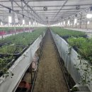 클로버농장 이미지