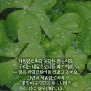 네잎클로버 이미지