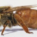 여왕벌PC방 이미지