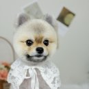 블루맘펫살롱 이미지