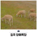 경북 아이와 가볼만한곳 칠곡 양떼목장 입장료 깡통열차 후기