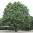 청경초등학교 이미지