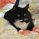 질문으로 톡톡, 글이 팡팡 | 궁디팡팡 캣페스타 대전 궁팡스쿨 체험클래스 도도해 그릇 만들기 솔직후기 궁팡 체험클래스