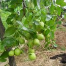 불은면-6 이미지