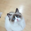 마마캐터리 이미지