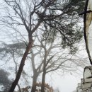 산안개 농장 이미지