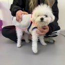 수지애견 이미지