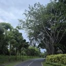 발리호텔 | 발리 림바 바이 아야나 | 발리 호텔 내돈내산 후기(룸컨디션, 트램, 조식, 리버풀 포토존 꿀팁, 트램...