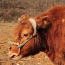 황소와농부 이미지