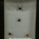 주필거미박물관 이미지