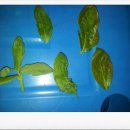 대별농장 이미지