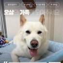 오삼/남아/5살추정 이미지
