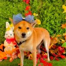 개르띠에 이미지