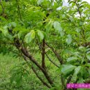 자두나무농장 이미지