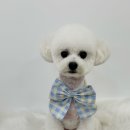 몽몽하개 이미지