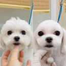 랄라펫살롱 | [용인 애견미용] 랄라펫살롱 미용후기 - 말티즈 토벤이