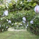 삼대농장 이미지