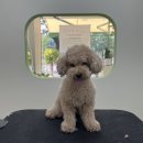 아워퍼피 이미지