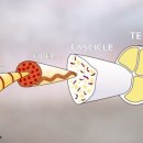 힘줄 이미지