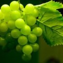 청포도 이미지