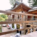 고고하개 이미지