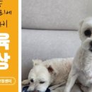 명애견센터 이미지