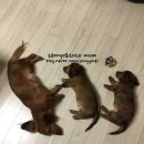 개. 이쁜날 이미지