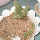 황금사 번식 후기